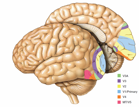 新知达人, 【Brain】大脑为何如此耗能？比较计算与通信的代谢能效