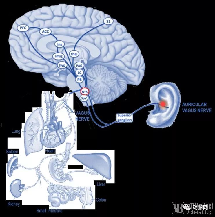 通过体表刺激耳部的迷走神经,可同样激活脑干孤束核,进一步活化相关脑