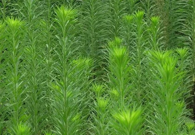 除草效果好,但是在溫度較低的環境條件下,除草效果不理想