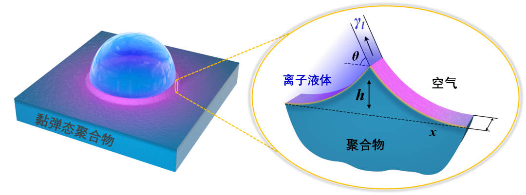 图液滴表面张力诱导聚合物表面发生形变的示意图