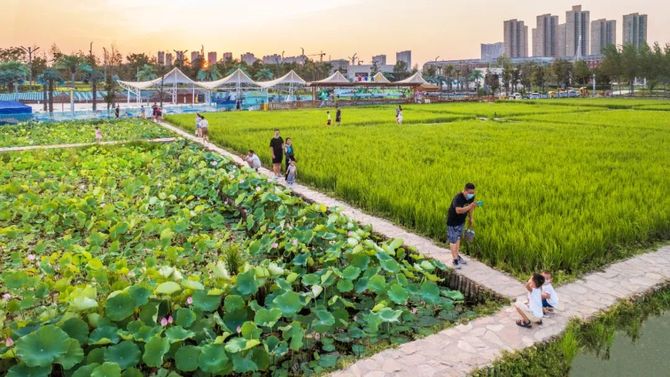 新知達人, 藏在都市的稻香公園,打造互動體驗式都市農業景觀 | 長安