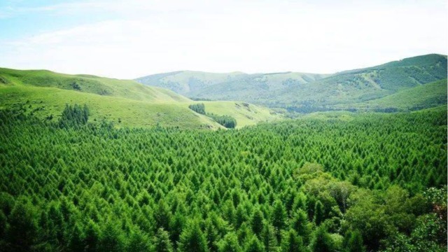 什么是林业碳汇？林业碳汇与森林碳汇有什么区别？