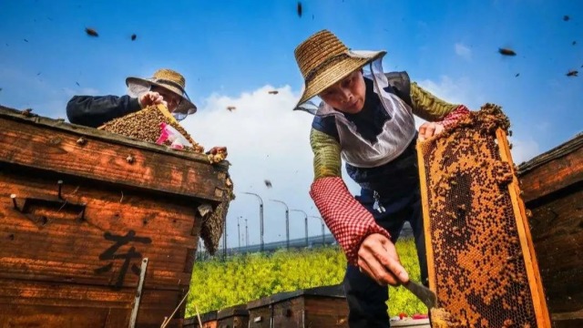 「饶河黑蜂设计理念」黑蜂农场在品牌中的运用
