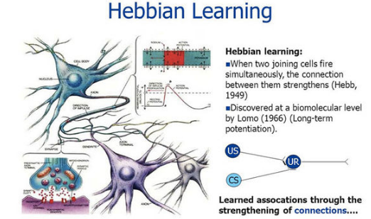 【brain】大腦飛行是啥?hinton推特引熱議,神經網絡是讓小鳥飛起來的