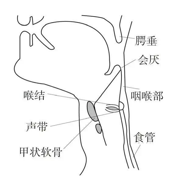 男生喉结简笔画图片