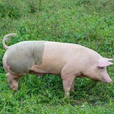 生猪养殖行业专题报告：从周期看本质，当前时点加配生猪板块