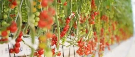 番茄口味可定制？上海崇明这个智能产业园为传统农业提供了另一种“打开方式”