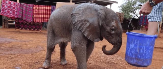 我在肯尼亚大象孤儿院领养了一只孤儿小象