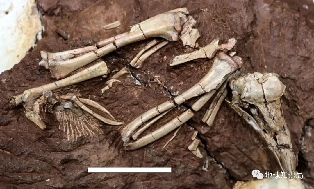 ▼距今约7000万年的晚白垩世,秋扒地区同时有栾川霸王龙,中原豫俊兽