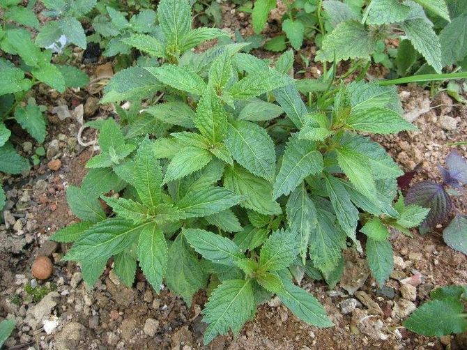 像草一样的茶叶（像草一样的茶叶喝起来很甜）《像草一样的茶叶叫什么》