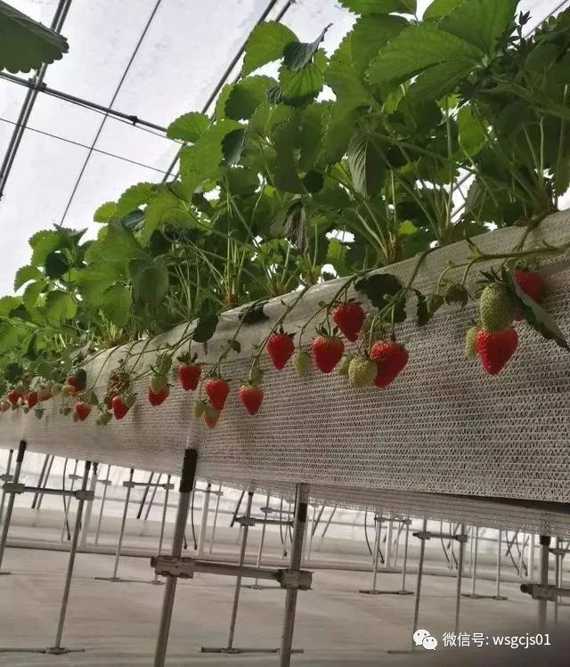 大棚草莓种植几个要点总结