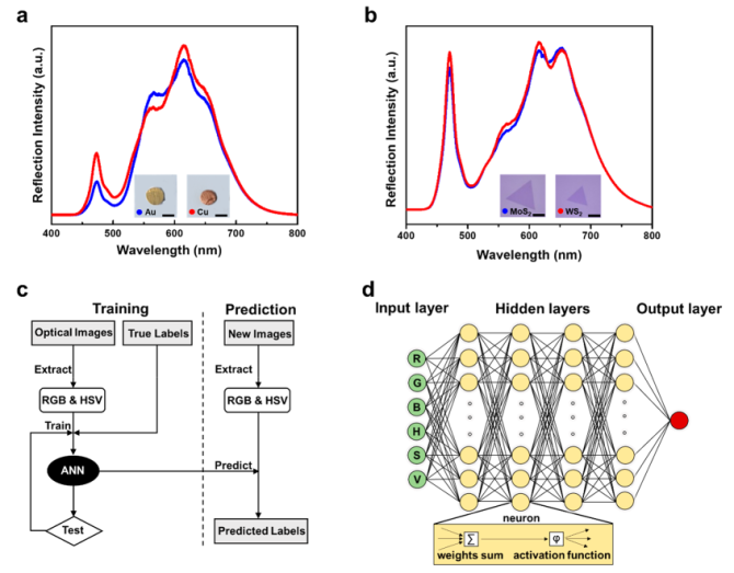 新知达人, ACS Nano: 人工神经网络识别和表征二维材料和范德华异质结