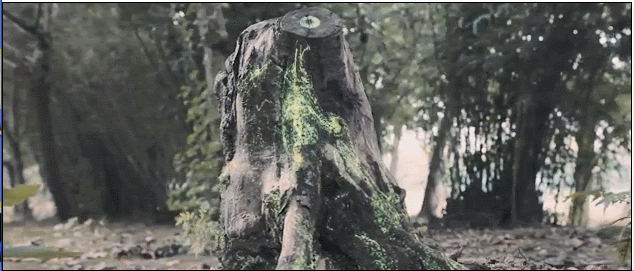 新知图谱, 惊艳!有趣的森林景观叫人流连忘返