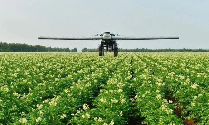 种植马铃薯 高产有妙招_农作物,种植业,农业_互联网农资人-商业新知