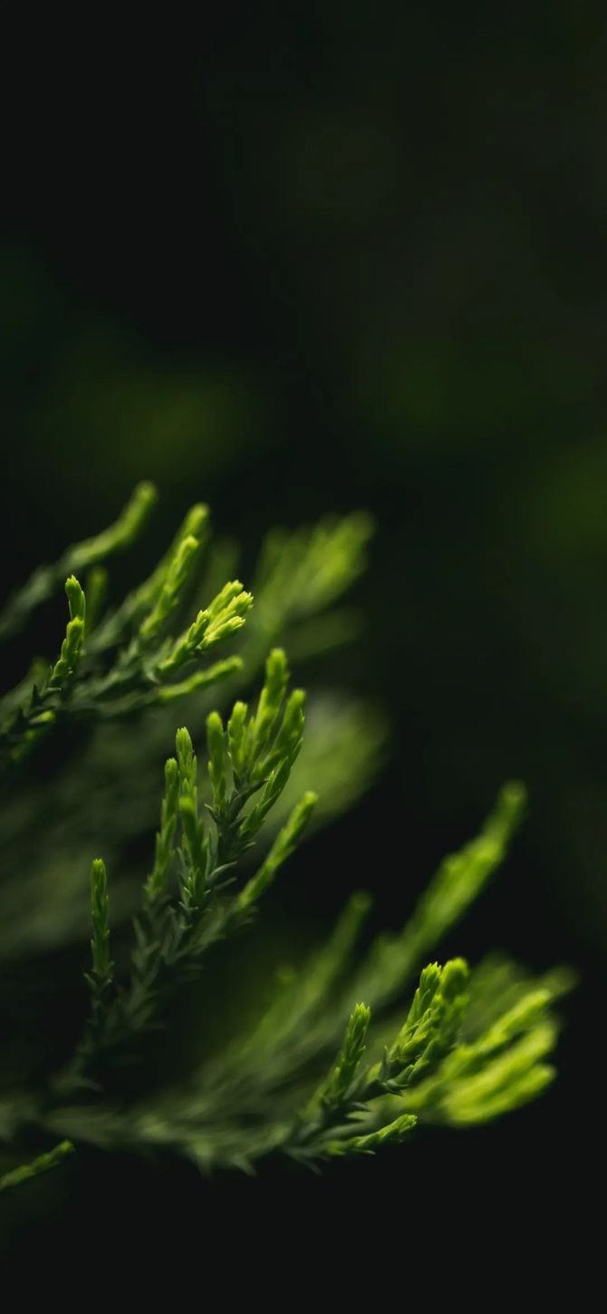 精选壁纸绿色护眼