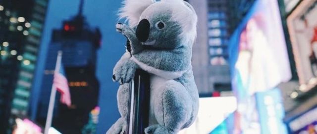 Koalas of NYC 街头悬挂毛绒考拉引人关注澳洲火灾|苹果新春短片《女儿》温情上线|深圳地铁站点界面调整