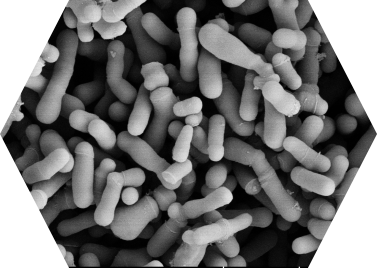 内蒙古农业大学等科研机构开启了自主知识产权益生菌菌株的开发研究