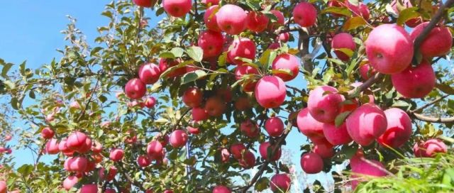 栖霞苹果“现代农业产业园”发展模式解析