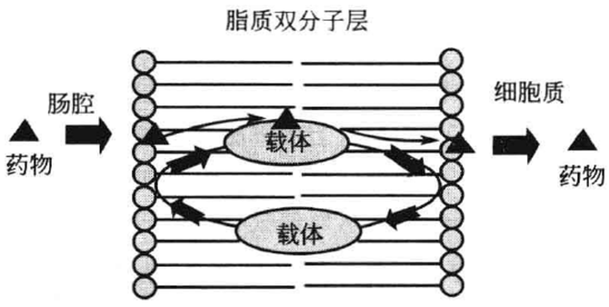 淺談影響口服藥物吸收的因素和吸收途徑