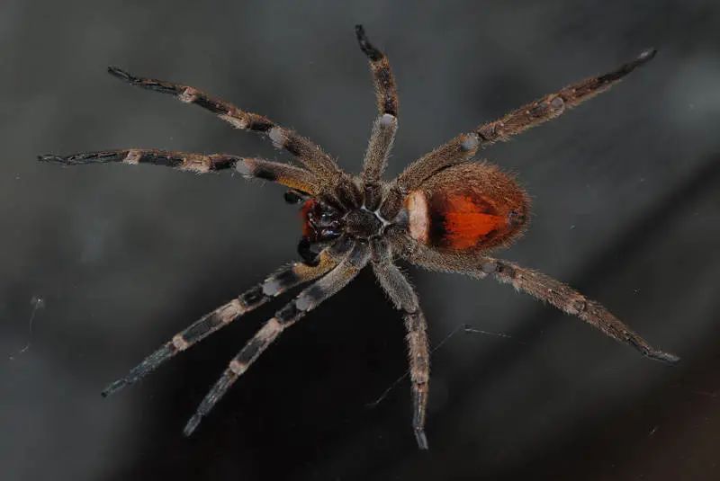 巴西流浪蜘蛛图片