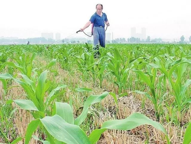 玉米苗幾個葉子可以打苗後除草劑?