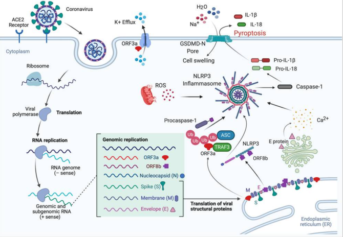 nature感染新冠后产生的抗体是大规模炎症的助手