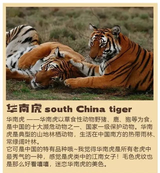 在ip角色的设计上,老虎的纹路以及华南虎脸部的特征,就是非常显著的