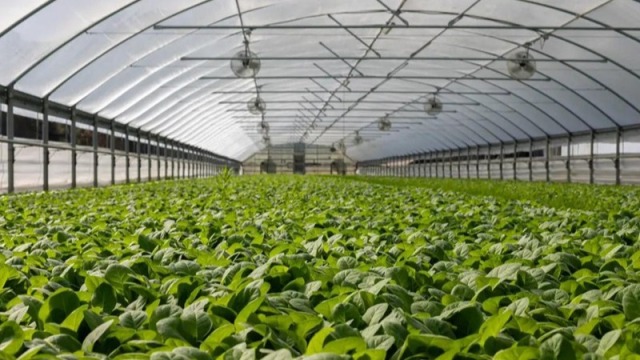 温室大棚增温也能用电热膜？助力农业种植技术的快速发展