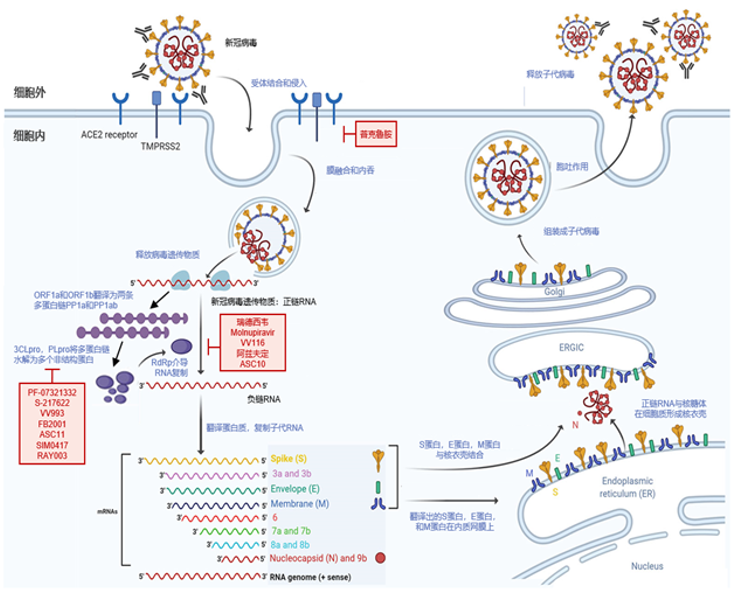 新冠病毒增殖过程图示图片