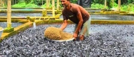 印度怪招养鱼，出口量竟世界第一，印度的鱼产为何居高不下？