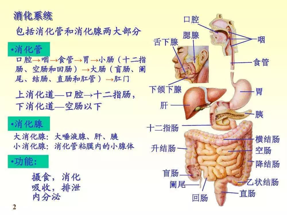 肝胆脾胃的位置图图片