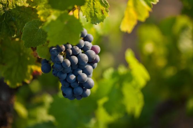 新知达人, 对中出口年复合增长率达10%，葡萄牙欲在中国葡萄酒市场大展拳脚