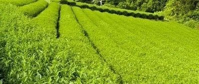 中国茶叶贸易如何“攻坚”、怎样“有为”？