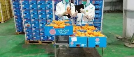 南非柑橘、坦桑尼亚芝麻、肯尼亚牛油果……非洲输华农产品络绎不绝，“绿色通道”成果显现