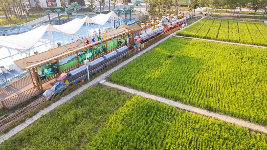 藏在都市的稻香公園,打造互動體驗式都市農業景觀 | 長安公園