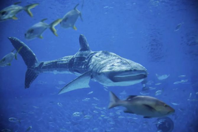 新知达人, 全球首个仿生鲸鲨震撼亮相上海海昌海洋公园