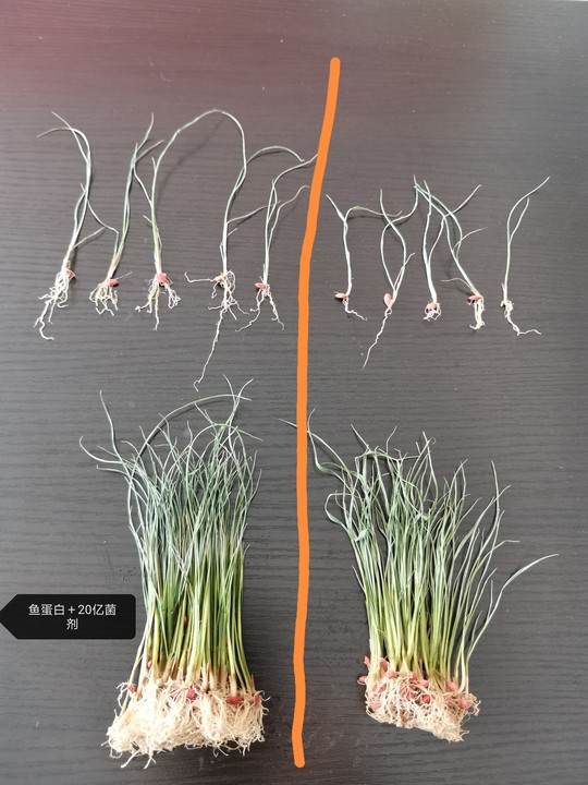 而使用其他产品的水稻,植株长势比较弱小,毛细根少,根系少,吸收