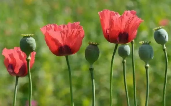 新知达人, 纽约开办官方"吸毒所"…而美国最大"毒贩"竟是药企自己