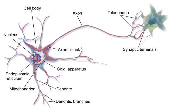 新知达人, 【Brain】大脑为何如此耗能？比较计算与通信的代谢能效