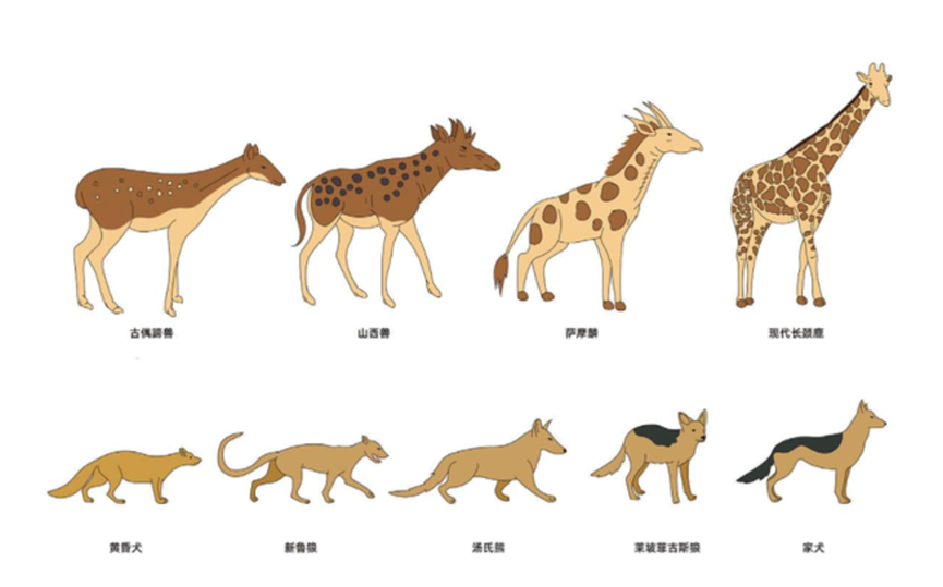 动物进化演变图卡通图片