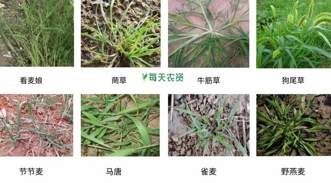 野燕麦,看麦娘,日本看麦娘,节节麦,黑麦草,马唐,牛筋草,狗尾草,菵草等