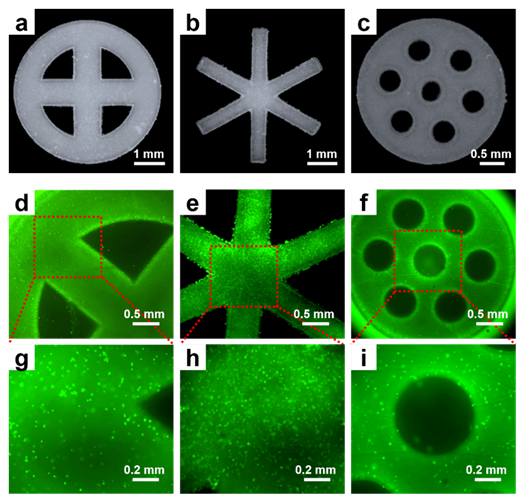 b》:一種可用於3d生物打印的抗菌ε-聚賴氨酸衍生生物墨水