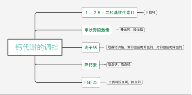 钙代谢的调控涉及肠,肾,骨骼及甲状腺等多个器官.