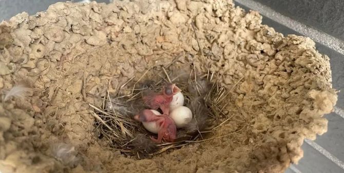 我怕两只燕子饿死,然后就网上和跟朋友咨询怎么喂食,最后