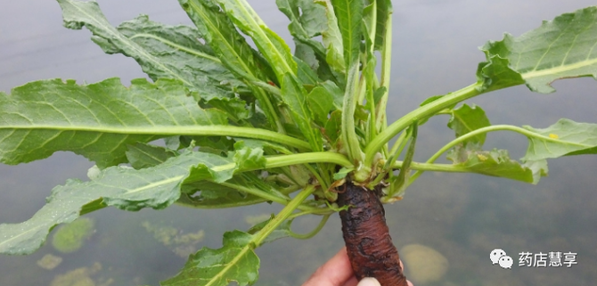 教你学中药牛舌草