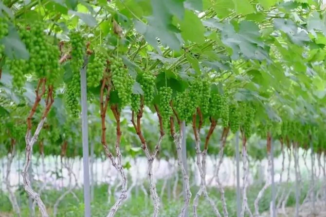 以至于晴王的产量是普通葡萄的十分之一.