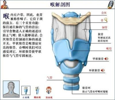 支架 ,包括單一的甲狀軟骨,環狀軟骨,會厭軟骨和成對的杓