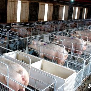 猪肉价格飞涨，生猪养殖股股价怎么了？