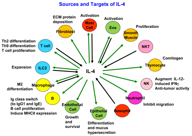 新知达人, 明星靶点IL-4Rα：过敏性疾病关键角色