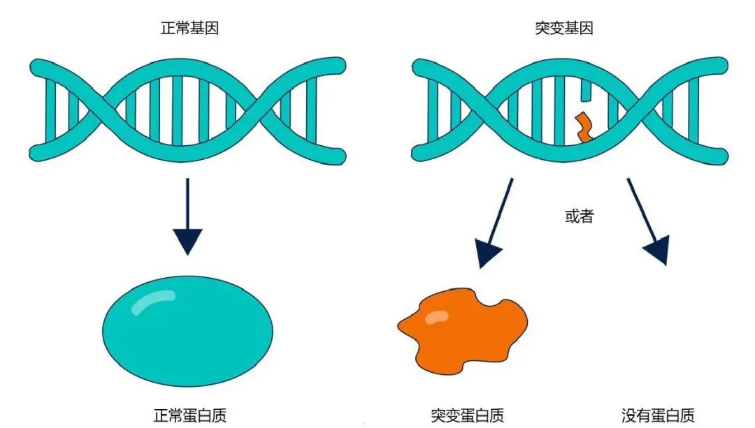 生物 日本惊现双头龟